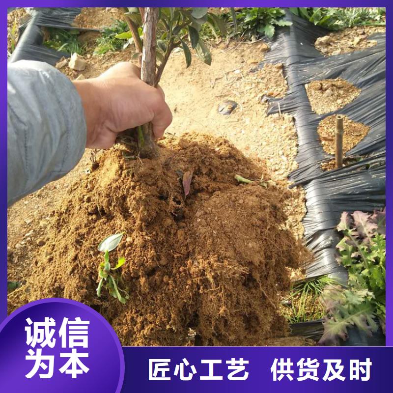 薄雾蓝莓苗全国走货