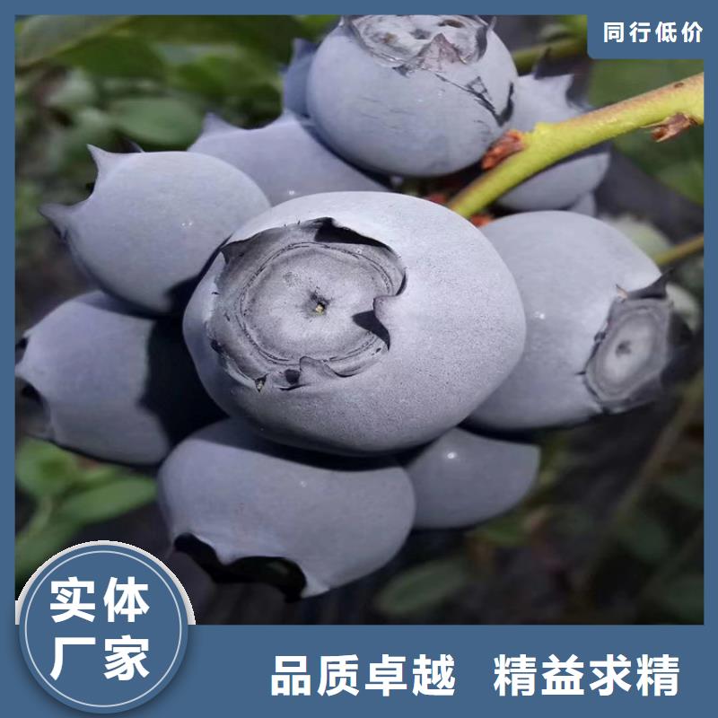 茶花蓝莓苗多少钱一棵