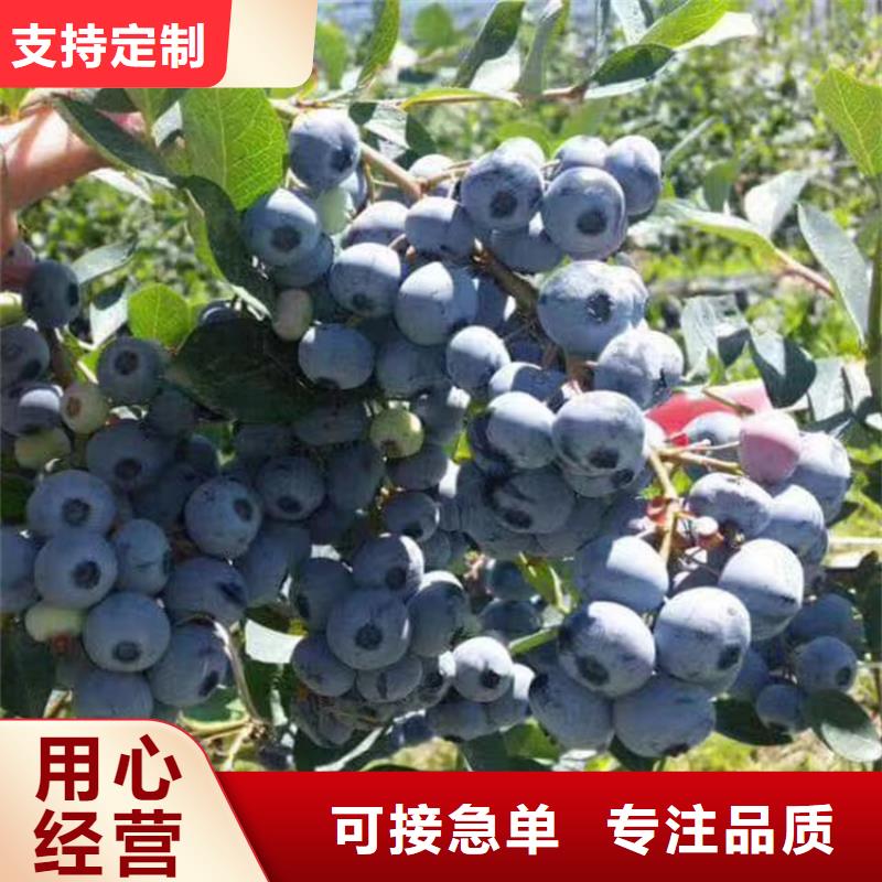 结果蓝莓树新奇品种