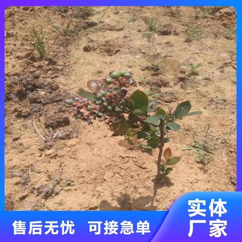 蓝莓苗苹果苗高质量高信誉