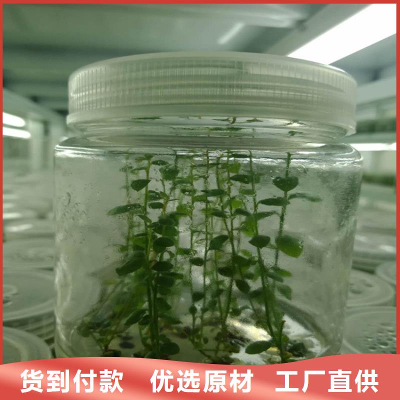 组培蓝莓苗量大从优