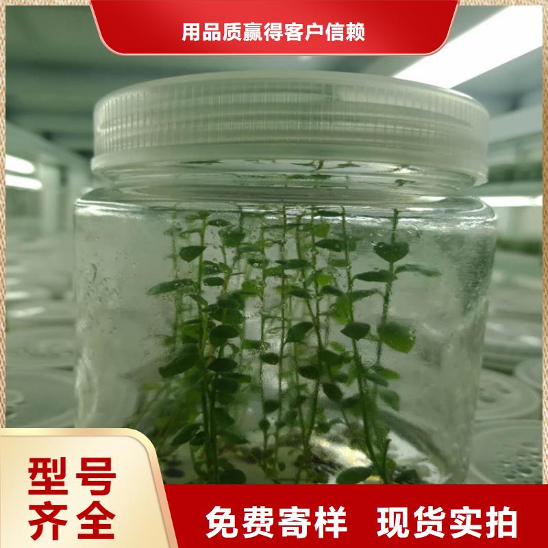 露天蓝莓苗种植管理技术