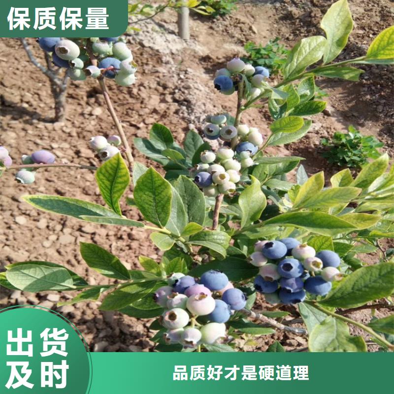 蓝莓苗【苹果苗】款式新颖