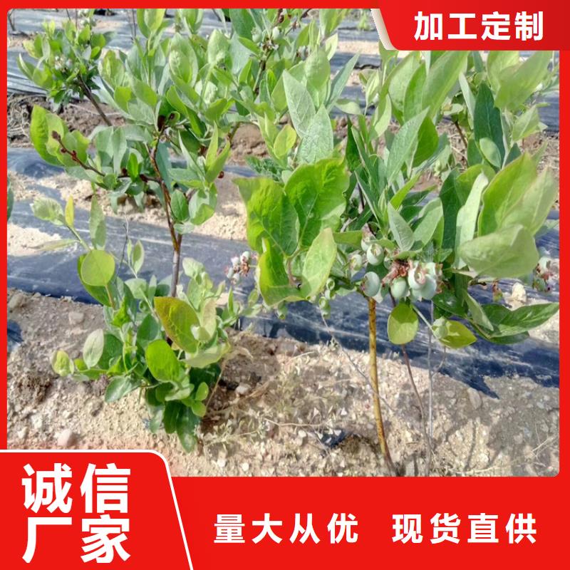 蓝莓苗苹果苗高质量高信誉