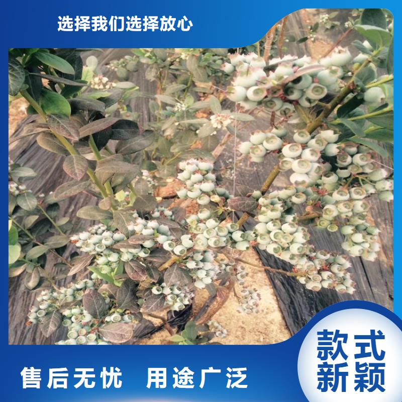 蓝莓苗苹果苗敢与同行比质量