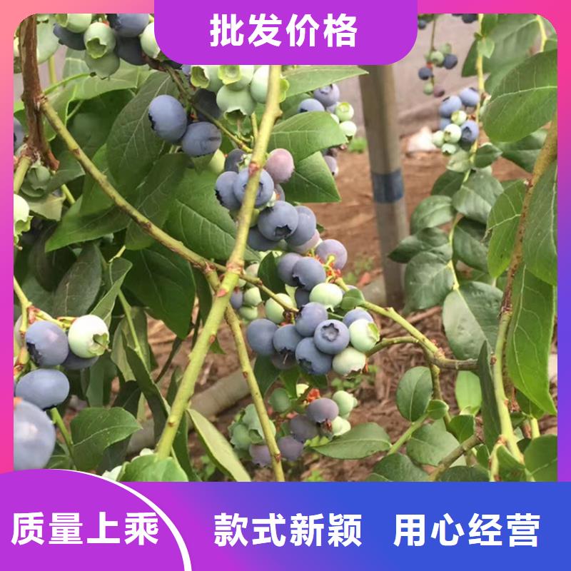 组培蓝莓苗全国发货