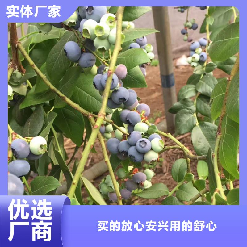 云雀蓝莓苗批发零售