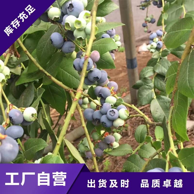 结果蓝莓树批发