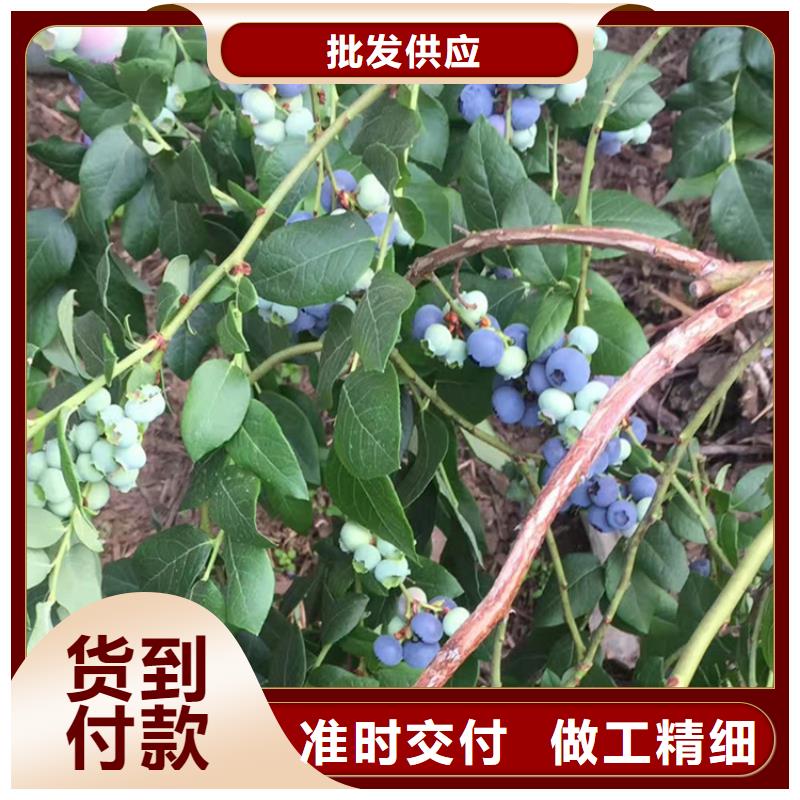 结果蓝莓树批发零售