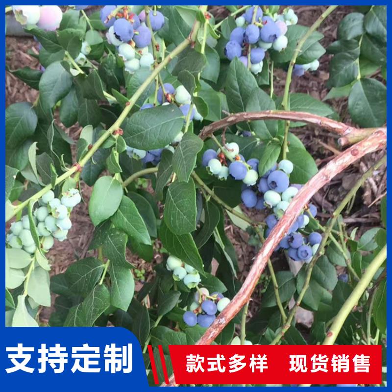 结果蓝莓树新奇品种