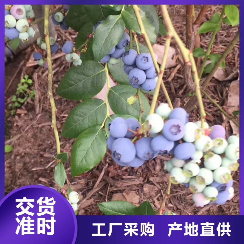 蓝莓苗苹果苗敢与同行比质量