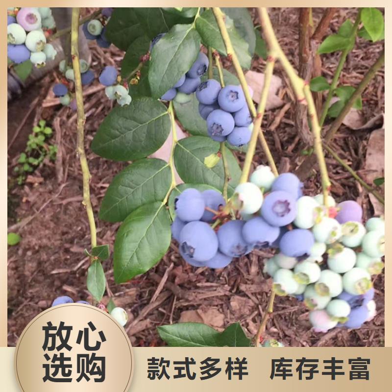 蓝莓苗_石榴树满足客户需求