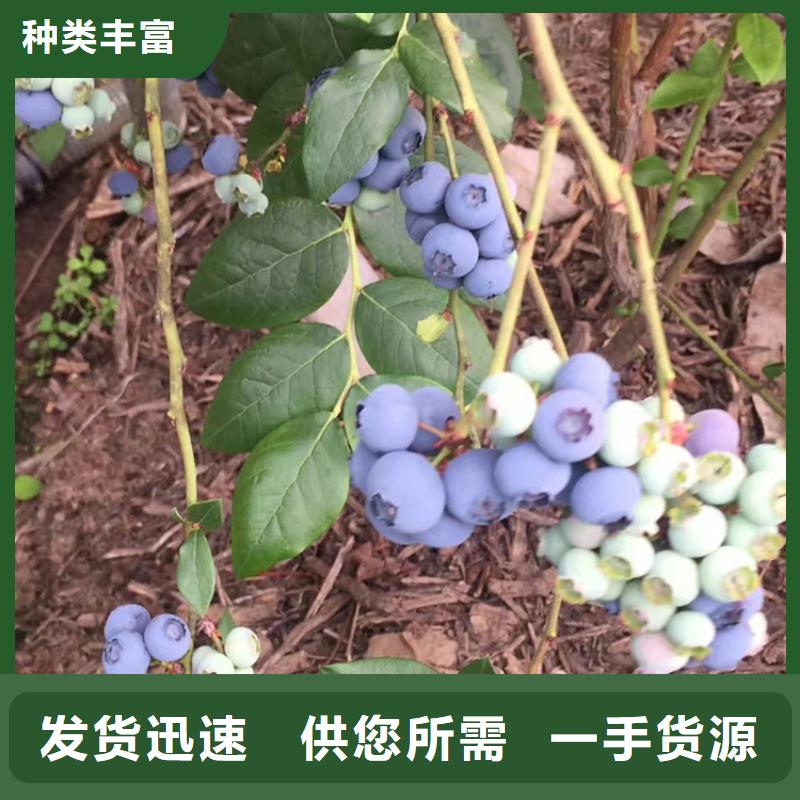 L25蓝莓苗根系发达