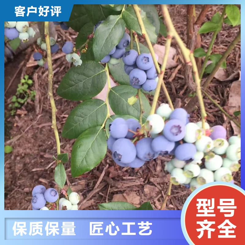 组培蓝莓苗大棚种植