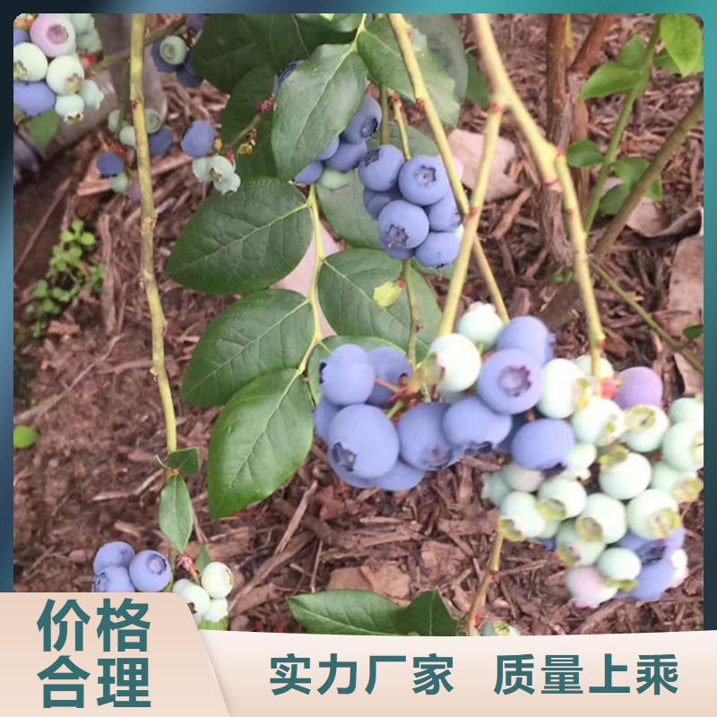 珠宝蓝莓苗现货直供