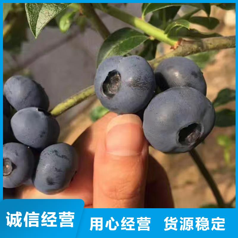 蓝莓苗【樱桃苗】一致好评产品