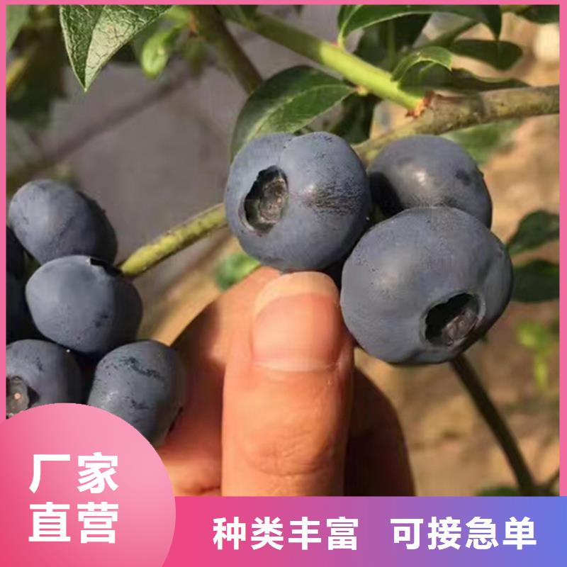 结果蓝莓树当年结果树襄樊