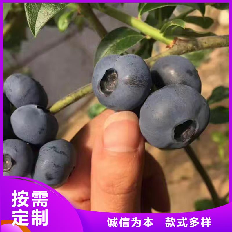 组培蓝莓苗现挖苗现发货