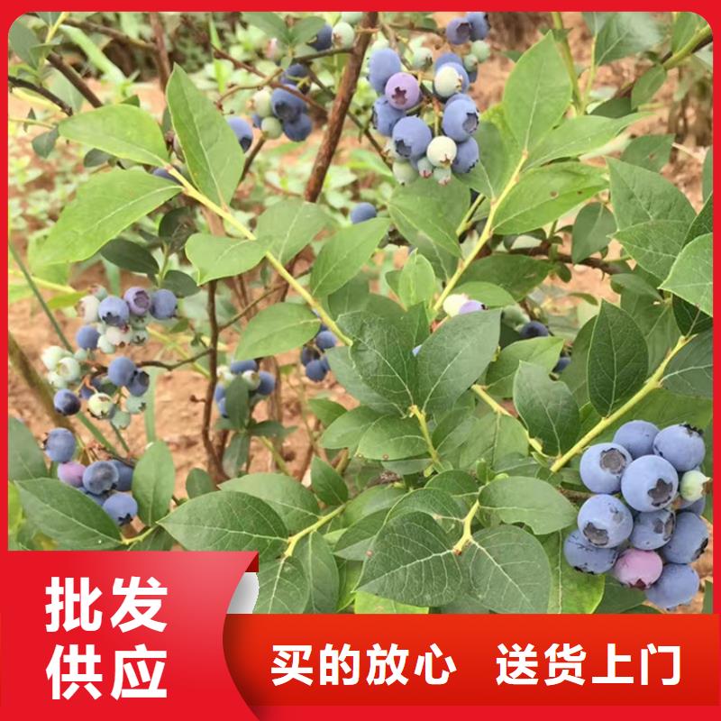 蓝莓苗现挖苗现发货