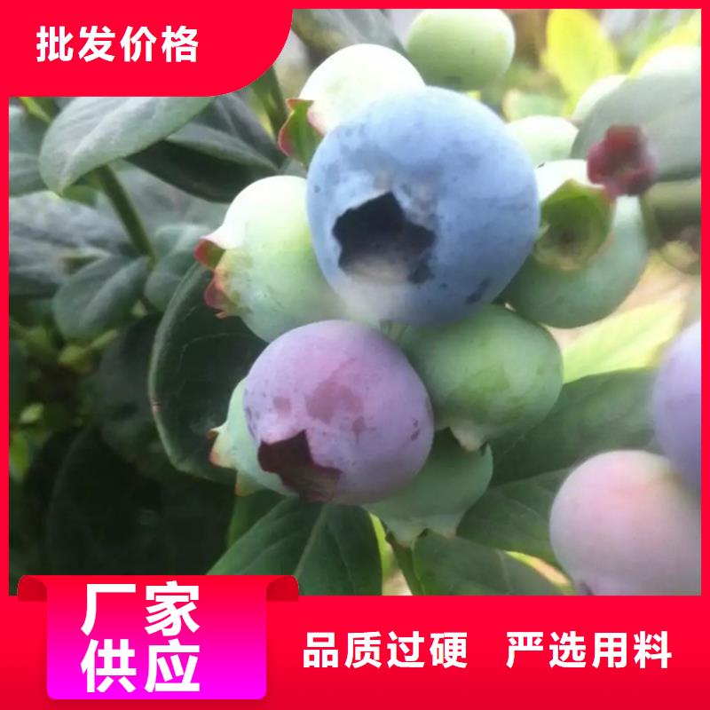 蓝莓苗苹果苗敢与同行比质量