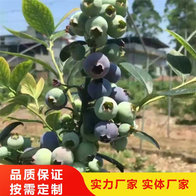 蓝莓苗李子苗用心做产品