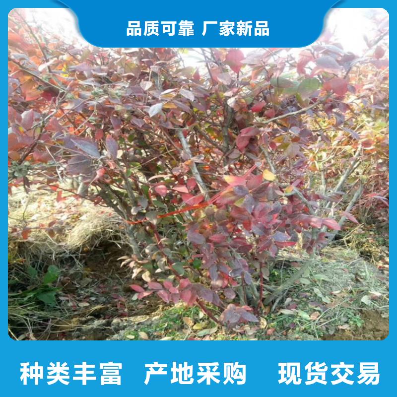 蓝莓苗种植管理技术襄樊