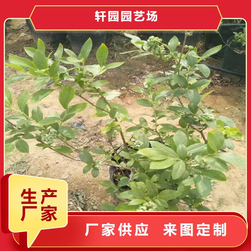 结果蓝莓树批发价格