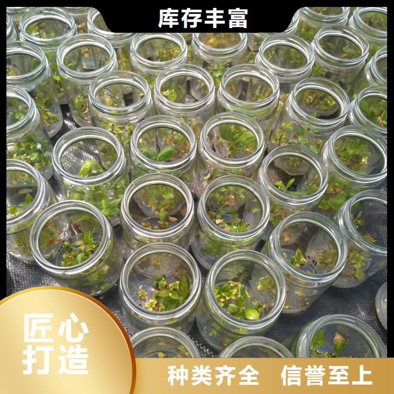 云雀蓝莓苗批发