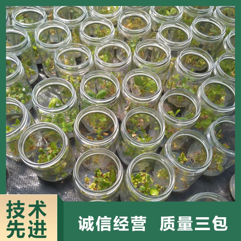 结果蓝莓树经济效益