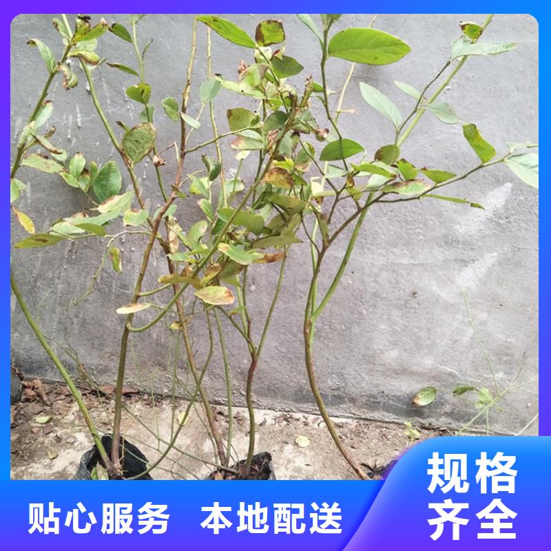 蓝莓苗苹果苗敢与同行比质量