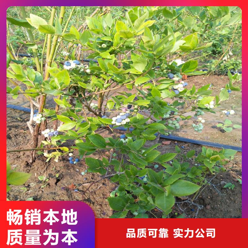 早熟蓝莓苗实力厂家