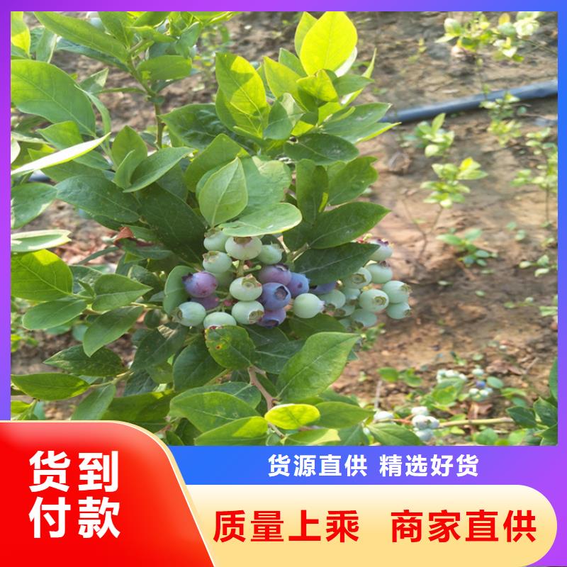 【蓝莓苗,李树苗优质原料】