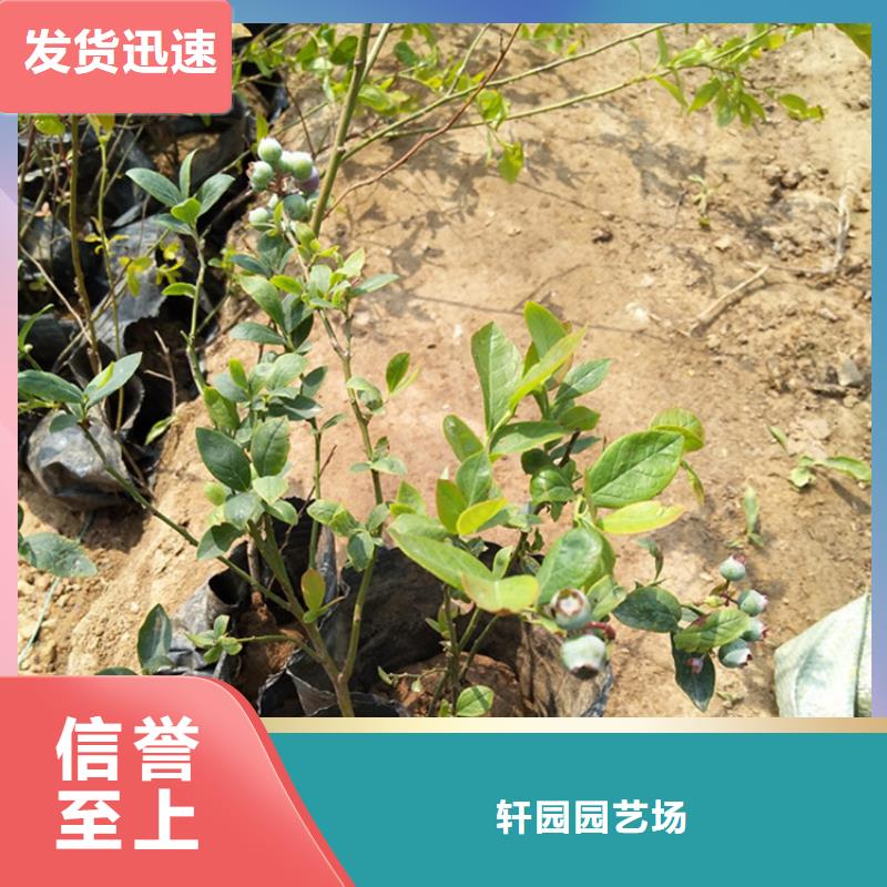 结果蓝莓树免费咨询