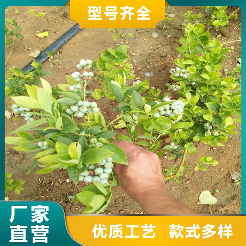 组培蓝莓苗量多优惠