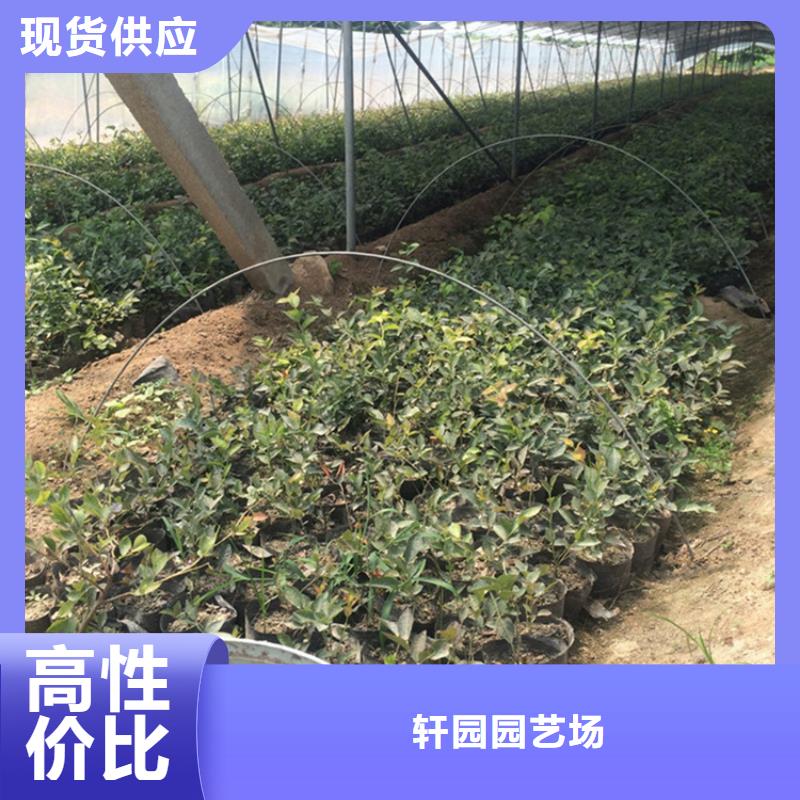 结果蓝莓树适合种植地区