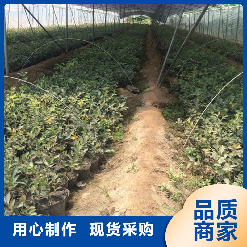 奥尼尔蓝莓苗产量多少