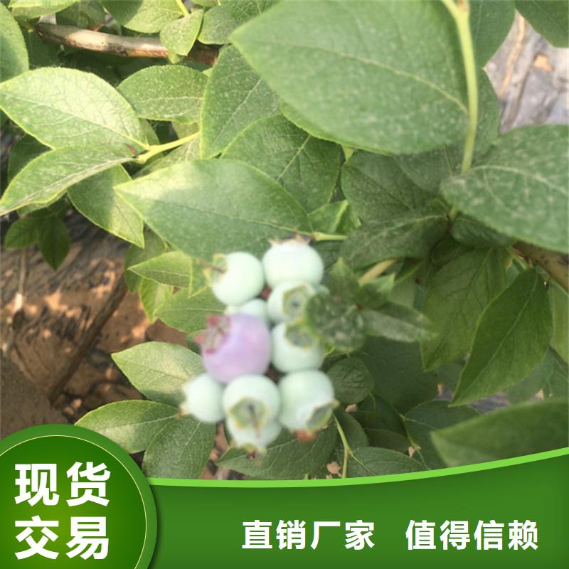 蓝莓苗种植管理技术襄樊