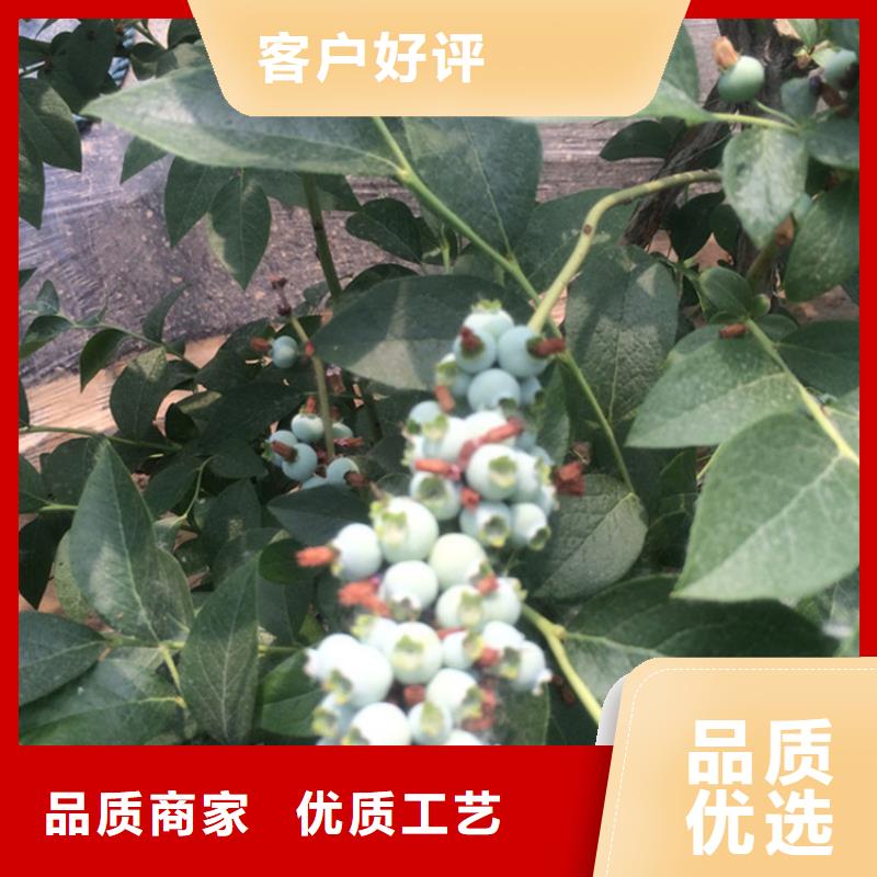 组培蓝莓苗量大从优