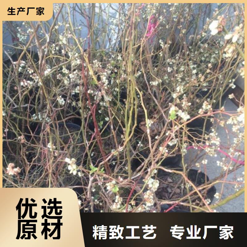 蓝莓苗产品介绍