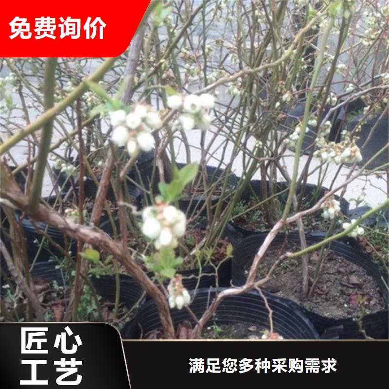 结果蓝莓树适合种植地区