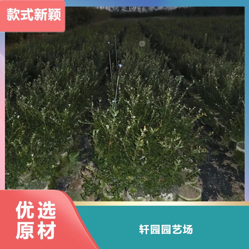 结果蓝莓树批发价格