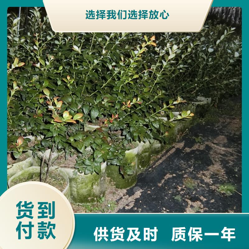 蓝莓苗桃树苗优质材料厂家直销