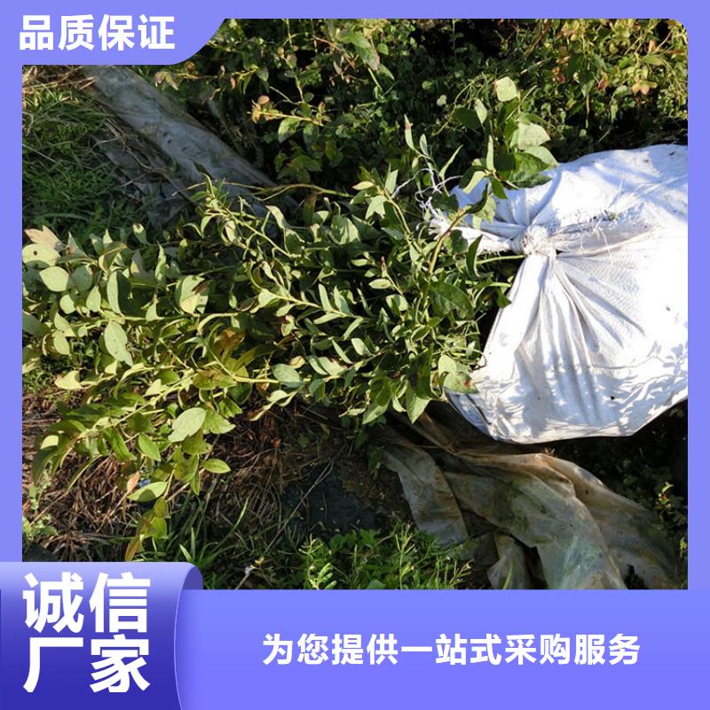 蓝莓树苗什么品种好