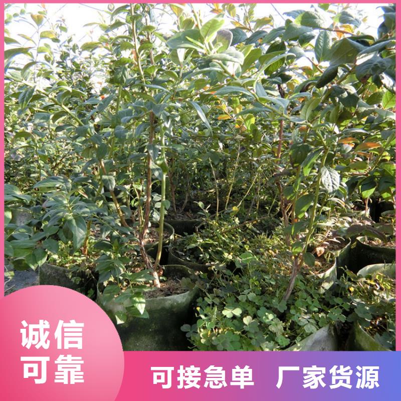 结果蓝莓树免费咨询