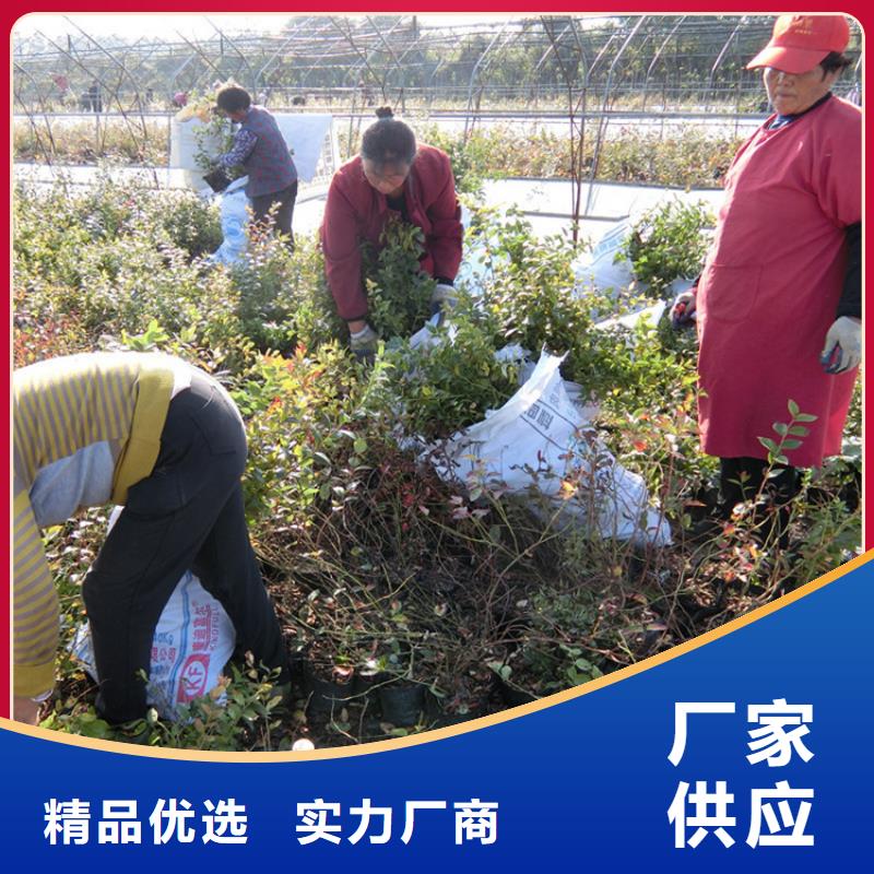 结果蓝莓树基地直销