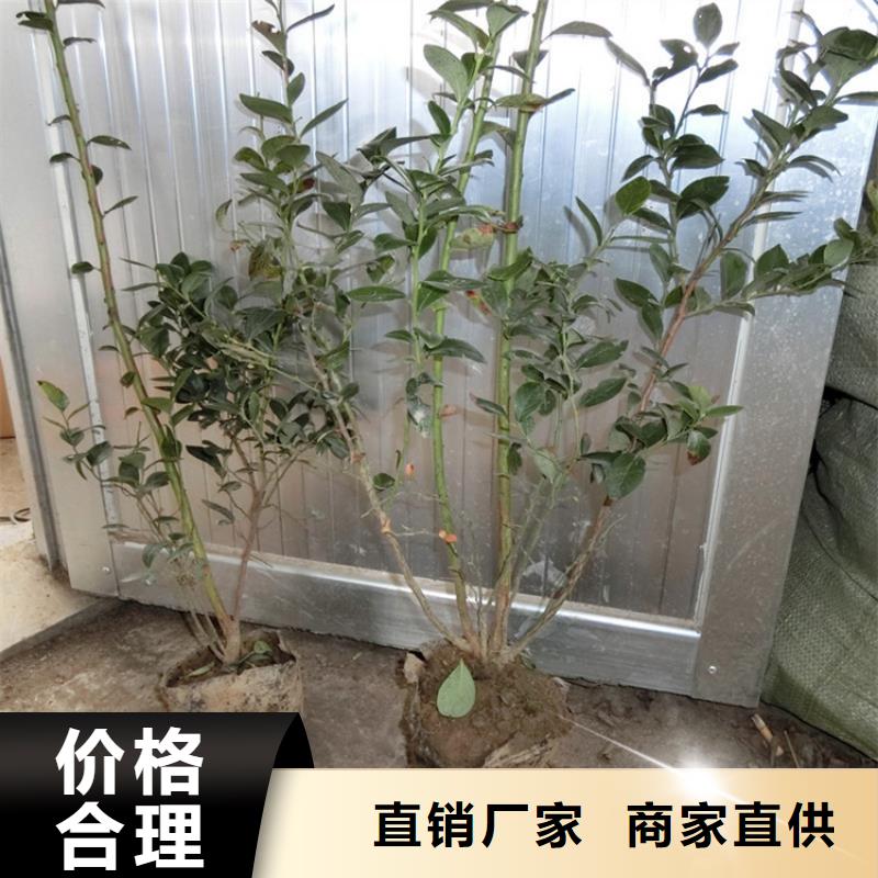 蓝莓苗价格实惠