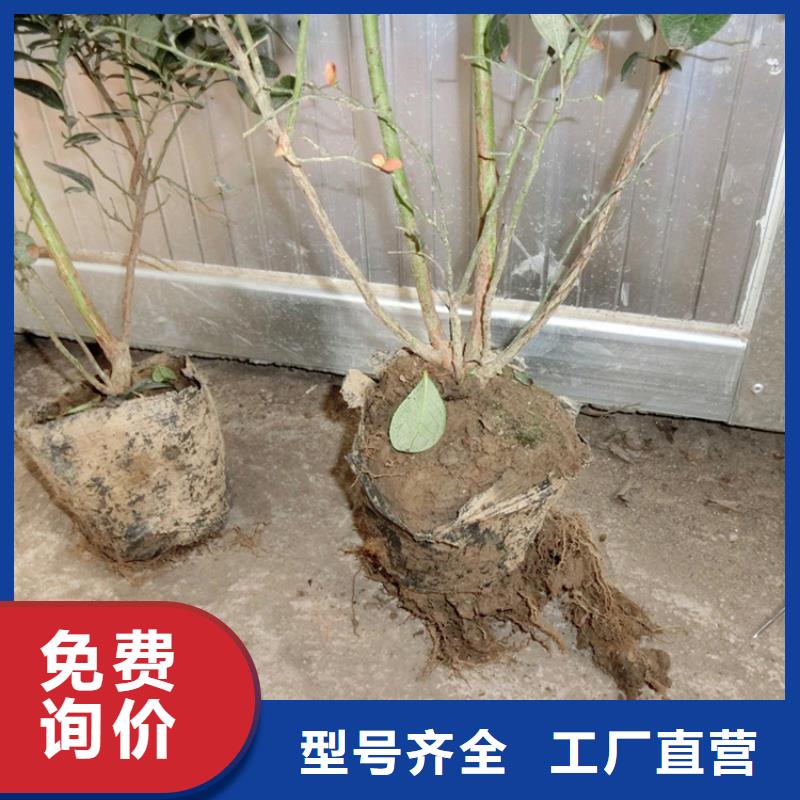 蓝莓苗,【石榴树】随到随提