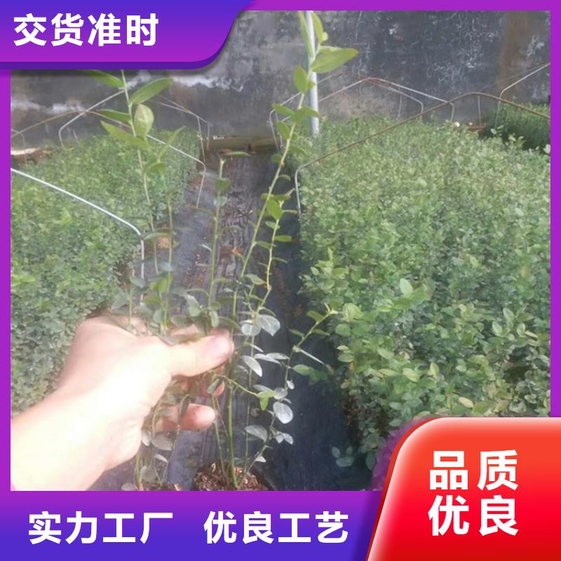 蓝莓苗苹果苗敢与同行比质量