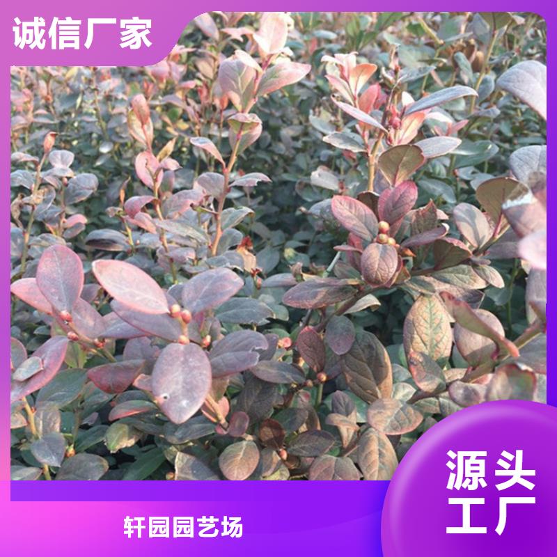 结果蓝莓树批发