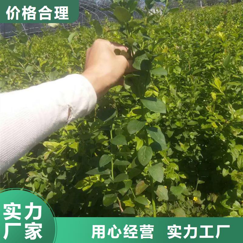 蓝莓苗苹果苗敢与同行比质量